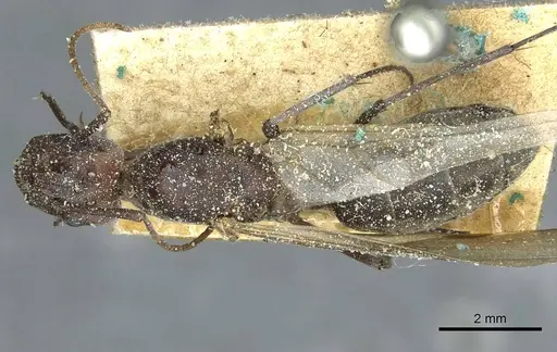 Camponotus vestitus specimen CASENT0911788 image casent0911788_1