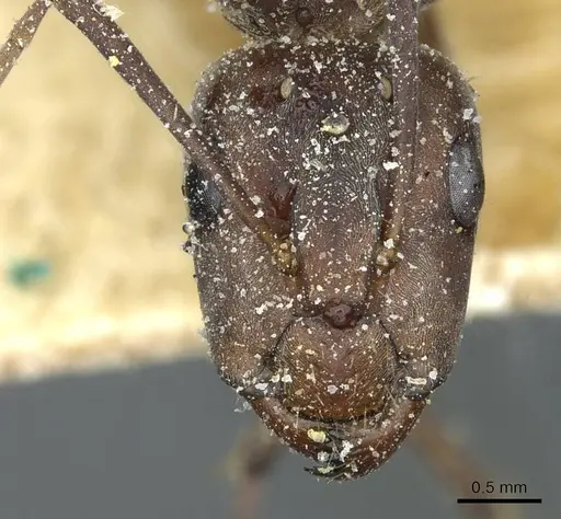 Camponotus vestitus specimen CASENT0911788 image casent0911788_2