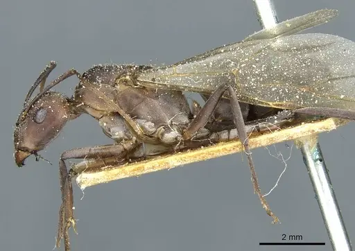 Camponotus vestitus specimen CASENT0911788 image casent0911788_3