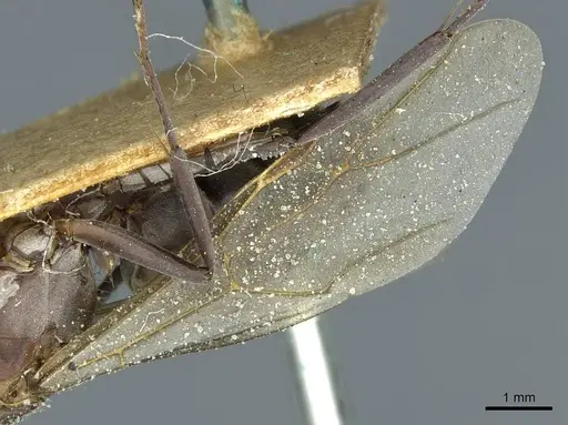 Camponotus vestitus specimen CASENT0911788 image casent0911788_4