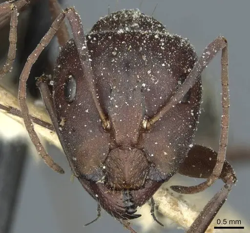 Camponotus vestitus specimen CASENT0911789 image casent0911789_2