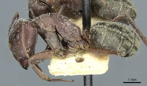 Camponotus vestitus specimen CASENT0911789 image casent0911789_3