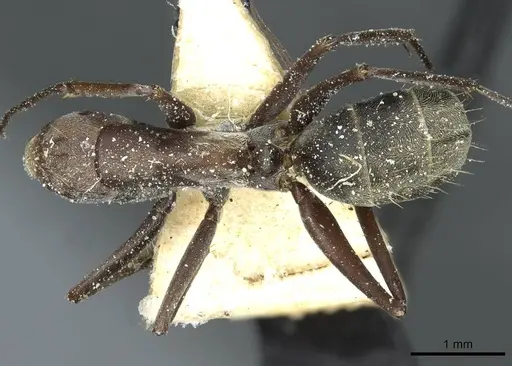 Camponotus vestitus specimen CASENT0911790 image casent0911790_1