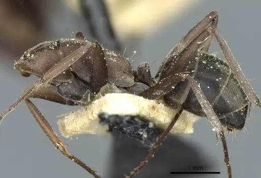 Camponotus vestitus specimen CASENT0911790 image casent0911790_2