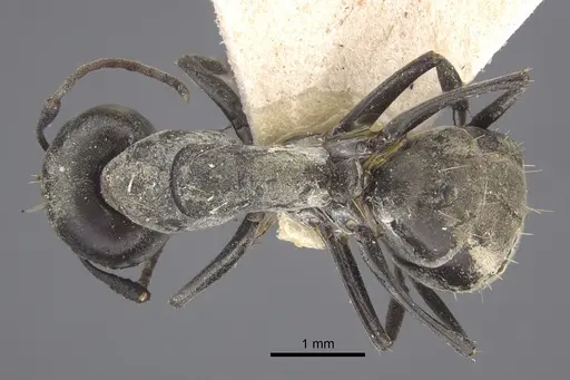 Camponotus vestitus specimen CASENT0917858 image casent0917858_1