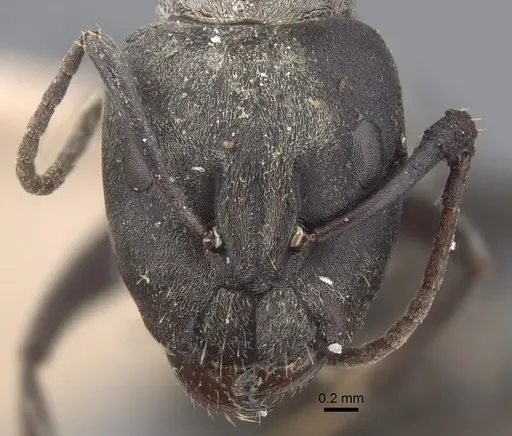 Camponotus vestitus specimen CASENT0917858 image casent0917858_2