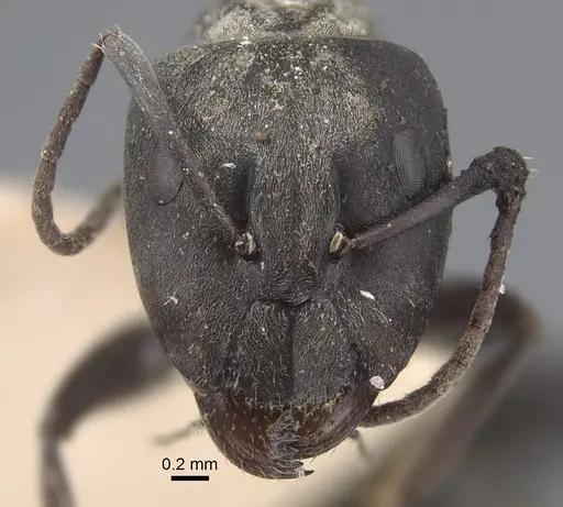 Camponotus vestitus specimen CASENT0917858 image casent0917858_3