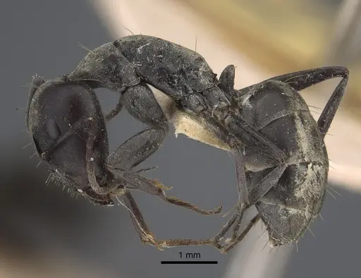 Camponotus vestitus specimen CASENT0917858 image casent0917858_4