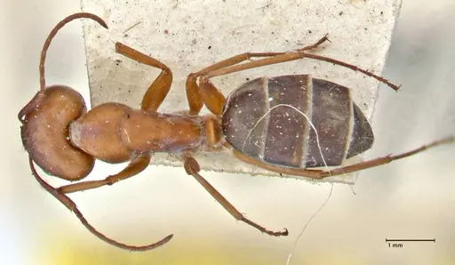 Camponotus vestitus specimen FOCOL2947 image focol2947_1