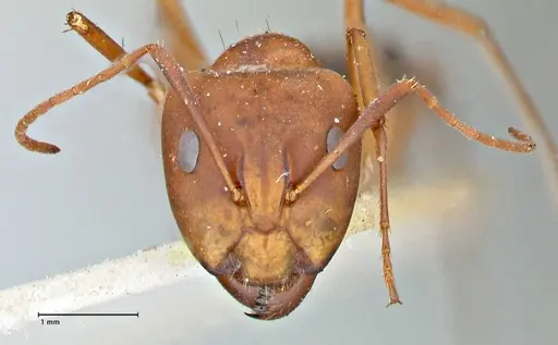 Camponotus vestitus specimen FOCOL2947 image focol2947_2
