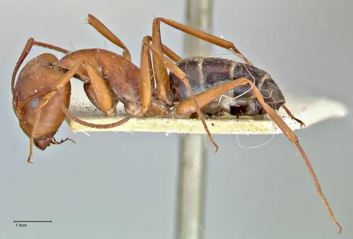 Camponotus vestitus specimen FOCOL2947 image focol2947_3