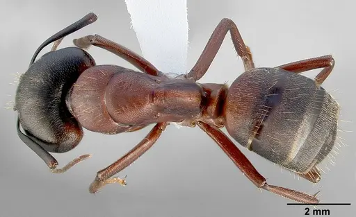 Camponotus vicinus specimen CASENT0005353 image casent0005353_1