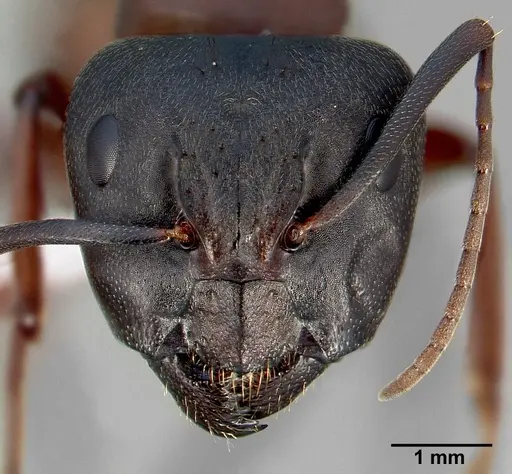 Camponotus vicinus specimen CASENT0005353 image casent0005353_2