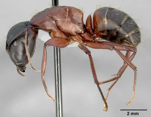 Camponotus vicinus specimen CASENT0005353 image casent0005353_3