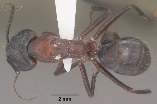 Camponotus vicinus specimen CASENT0102788 image casent0102788_1