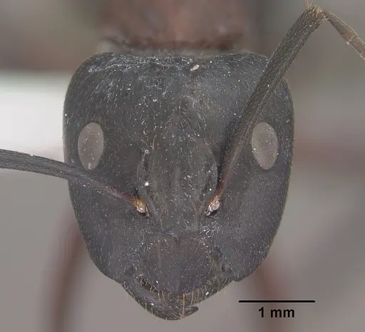Camponotus vicinus specimen CASENT0102788 image casent0102788_2