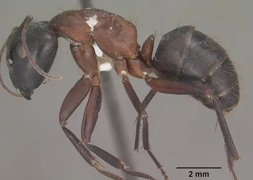 Camponotus vicinus specimen CASENT0102788 image casent0102788_3