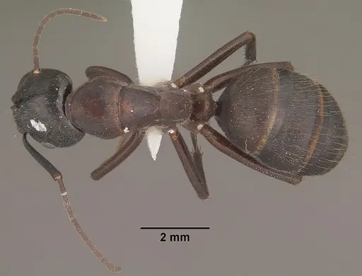 Camponotus vicinus specimen CASENT0102789 image casent0102789_1