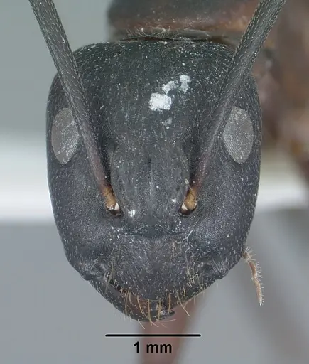 Camponotus vicinus specimen CASENT0102789 image casent0102789_2
