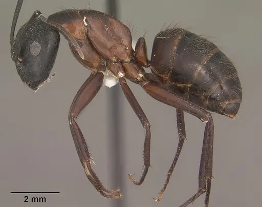 Camponotus vicinus specimen CASENT0102789 image casent0102789_3