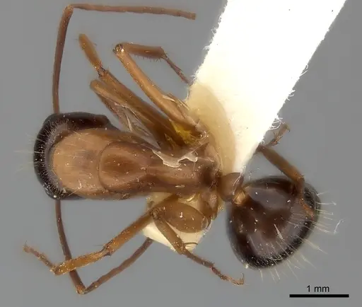 Camponotus vicinus specimen CASENT0217626 image casent0217626_1