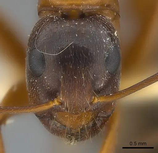 Camponotus vicinus specimen CASENT0217626 image casent0217626_2