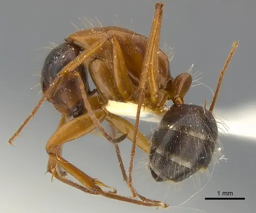 Camponotus vicinus specimen CASENT0217626 image casent0217626_3