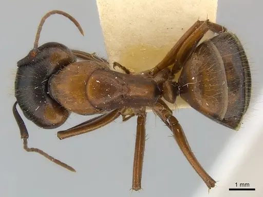 Camponotus vicinus specimen CASENT0217627 image casent0217627_1