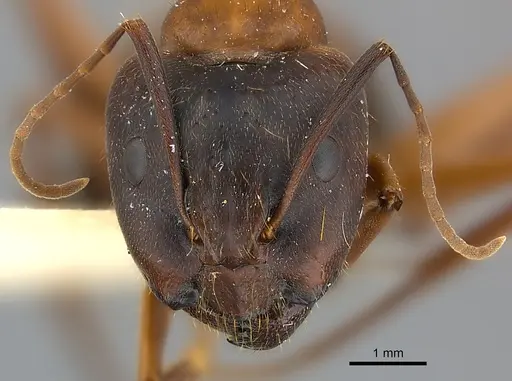 Camponotus vicinus specimen CASENT0217627 image casent0217627_2