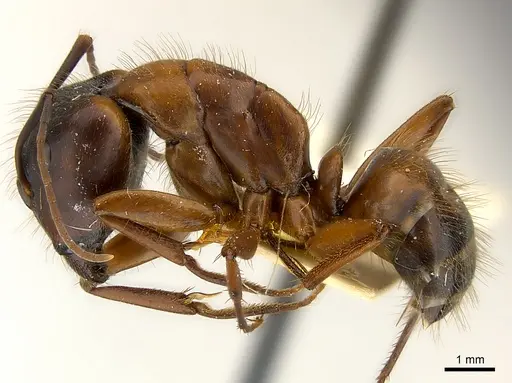 Camponotus vicinus specimen CASENT0217627 image casent0217627_3