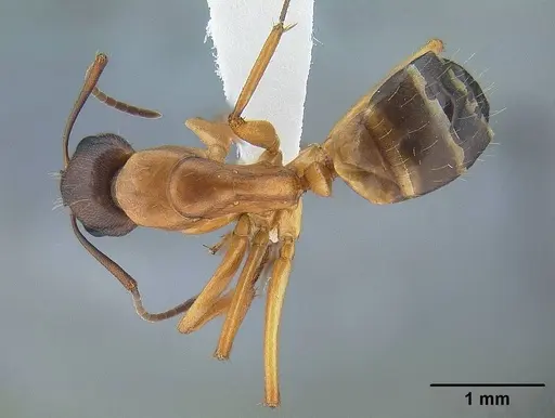 Camponotus vicinus specimen CASENT0221986 image casent0221986_1