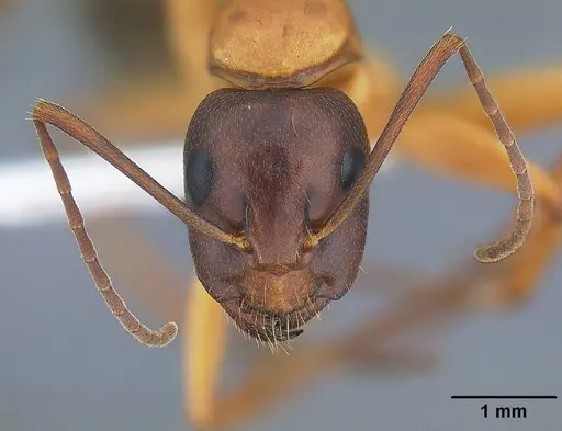 Camponotus vicinus specimen CASENT0221986 image casent0221986_2