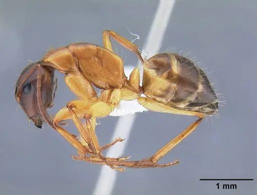 Camponotus vicinus specimen CASENT0221986 image casent0221986_3