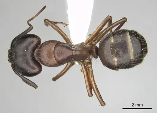Camponotus vicinus specimen CASENT0280043 image casent0280043_1