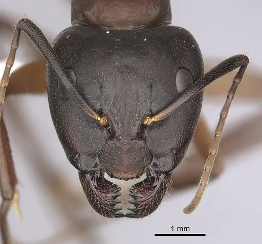 Camponotus vicinus specimen CASENT0280043 image casent0280043_2
