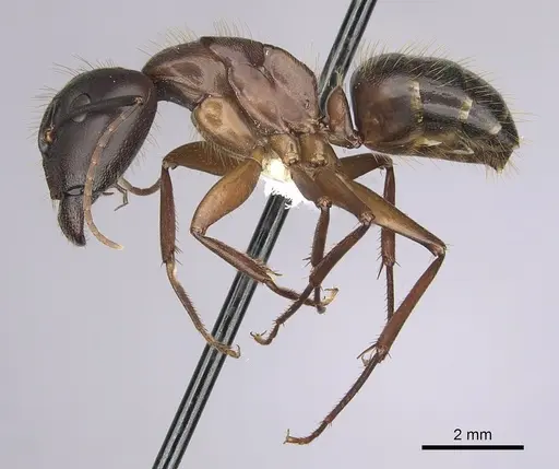 Camponotus vicinus specimen CASENT0280043 image casent0280043_3