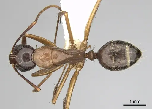 Camponotus vicinus specimen CASENT0280044 image casent0280044_1