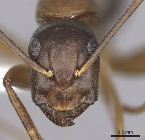 Camponotus vicinus specimen CASENT0280044 image casent0280044_2