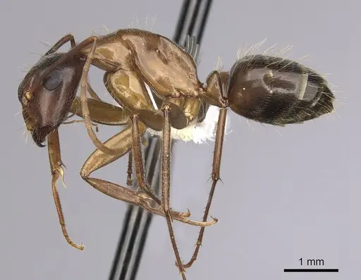 Camponotus vicinus specimen CASENT0280044 image casent0280044_3