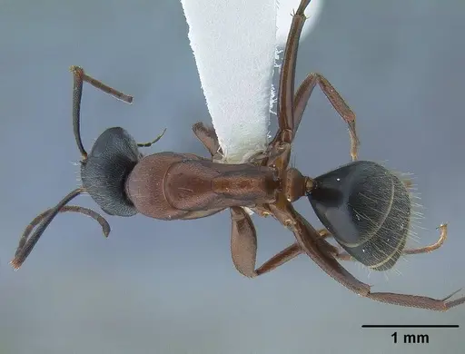 Camponotus vicinus specimen CASENT0761123 image casent0761123_1