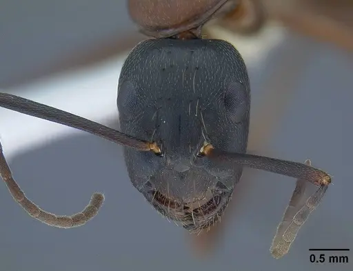 Camponotus vicinus specimen CASENT0761123 image casent0761123_2