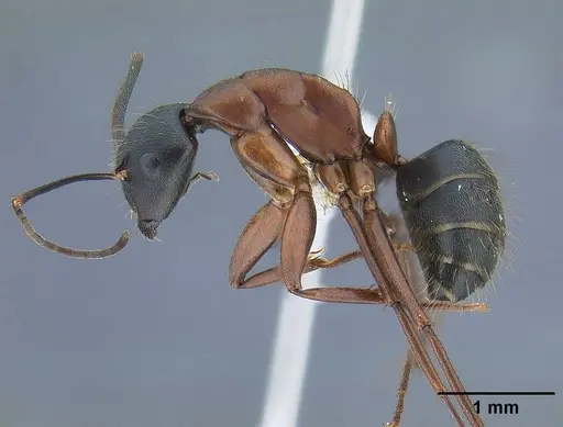 Camponotus vicinus specimen CASENT0761123 image casent0761123_3