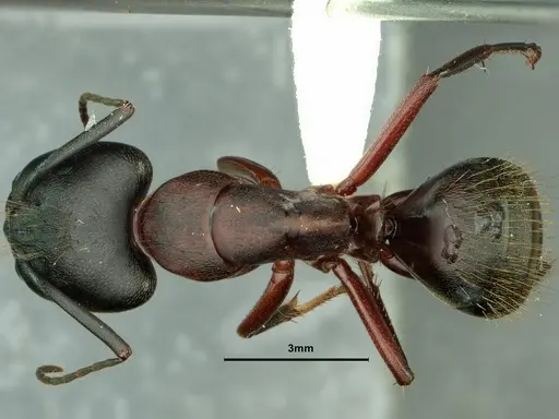 Camponotus vicinus specimen CASENT0862521 image casent0862521_1