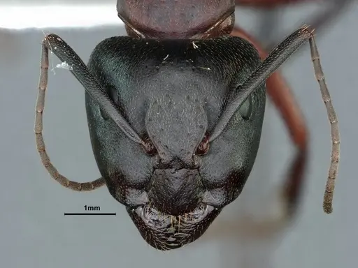Camponotus vicinus specimen CASENT0862521 image casent0862521_2