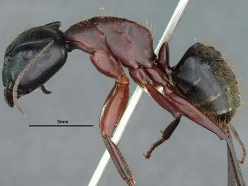 Camponotus vicinus specimen CASENT0862521 image casent0862521_3