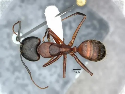 Camponotus vicinus specimen CASENT0882158 image casent0882158_1