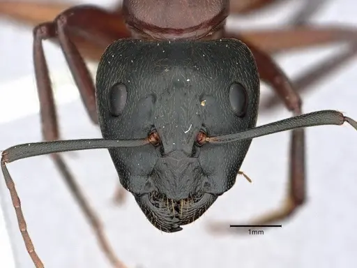 Camponotus vicinus specimen CASENT0882158 image casent0882158_2