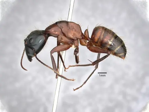 Camponotus vicinus specimen CASENT0882158 image casent0882158_3
