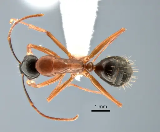 Camponotus vicinus specimen CASENT0882274 image casent0882274_1