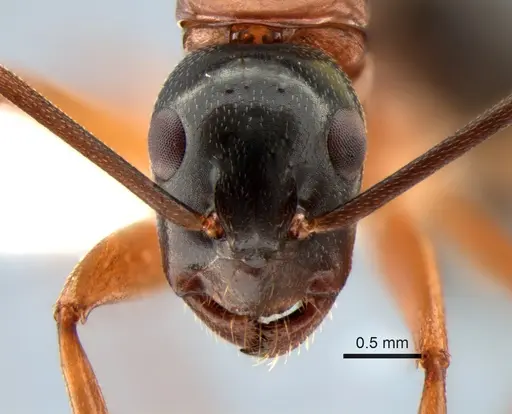 Camponotus vicinus specimen CASENT0882274 image casent0882274_2